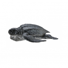 Фигурка Collecta Кожистая черепаха