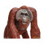 Фигурка обезьяны Safari Ltd Калимантанский орангутан, XL