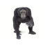 Фигурка обезьяны Safari Ltd Шимпанзе