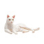 Фигурка Konik Mojo Кошка, белая, лежащая