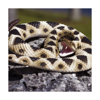 Фигурка змеи Safari Ltd Ромбический гремучник, XL