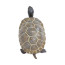 Фигурка Safari Ltd Сухопутная черепаха, детеныш, XL