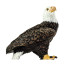 Фигурка Птицы Safari Ltd Белоголовый орлан