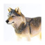 Фигурка Safari Ltd Серый волк